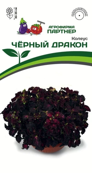 Партнер Колеус ЧЁРНЫЙ ДРАКОН / шлемниковидный ^(10шт) 2-ной пак