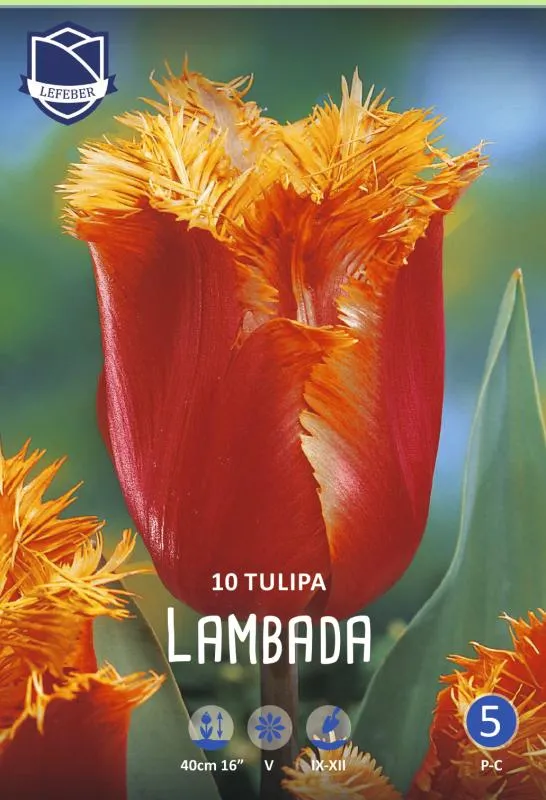 Тюльпан Ламбада ^(10шт/уп) фото, описание