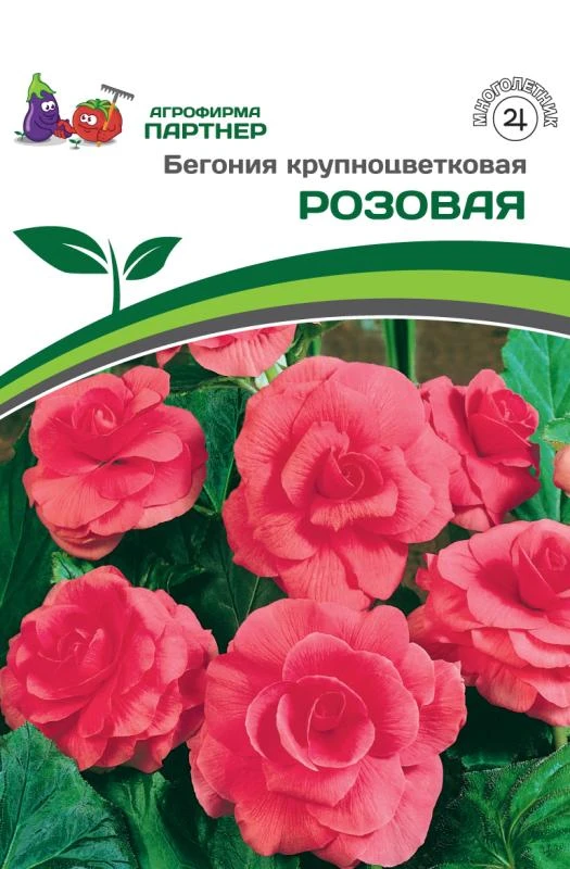 - Партнер Бегония крупноцветковая РОЗОВАЯ ^ 1 луковица