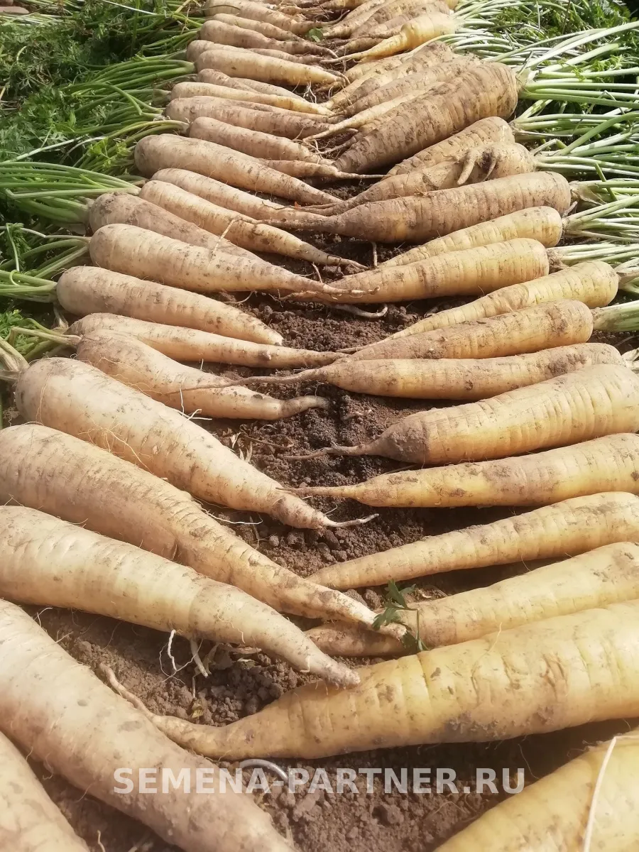 Правила посадки и выращивания моркови Вайт Сатин