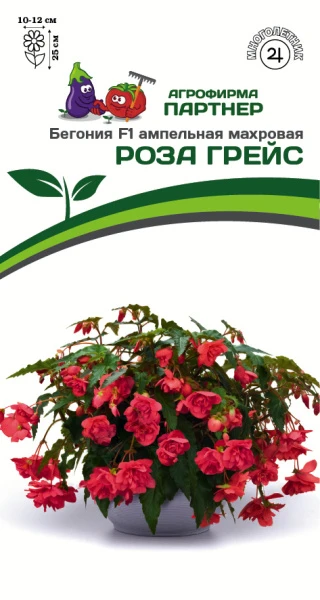 Партнер Бегония F1 клубневая ампельная махровая РОЗА ГРЕЙС ^(5шт в амп)