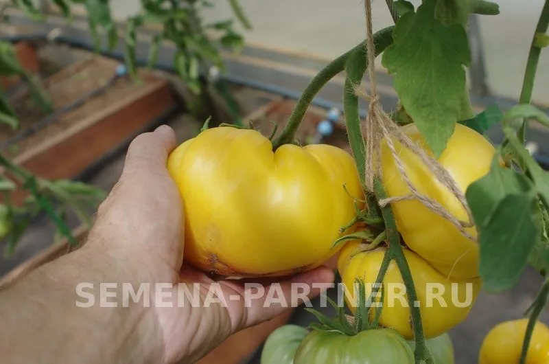 Купить семена Партнер Томат ПРЕЛЕСТЬ РОУЗЫ ^(10шт) 2-ной пак в Москве,доставка по России - интернет-магазин: цена оптом, в розницу