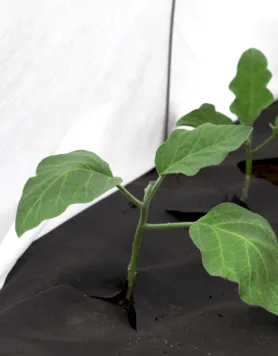 Агротекс 42 (3,2*10м), изображение 3