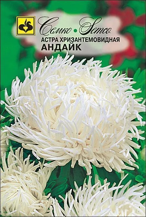 Семко Цветы Астра хризантемовидная АНДАЙК ^(0,5г) фото, описание