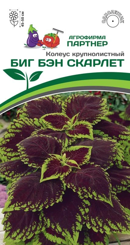 Партнер Колеус БИГ БЭН СКАРЛЕТ / шлемниковидный ^(5шт в амп)