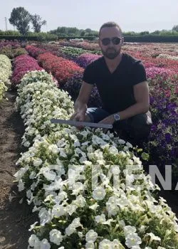 Партнер Петуния серия "Итальянка" БЬЯНКА F1 / многоцветковая каскадная^(5шт в амп) фото 5