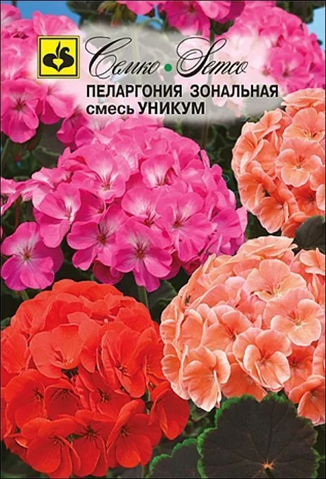 Семко Цветы Пеларгония зональная УНИКУМ ^(6шт) фото, описание