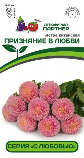 Партнер Астра китайская ПРИЗНАНИЕ В ЛЮБВИ (5шт в амп)