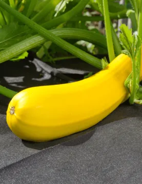 Агротекс 80 (1,6*10м) чёрный, изображение 3