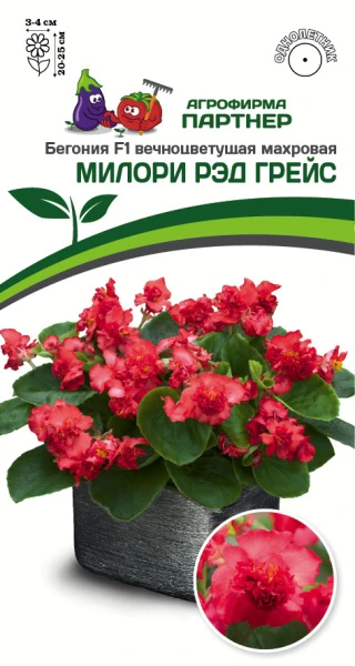 Партнер Бегония F1 вечноцветущая махровая МИЛОРИ РЭД ГРЕЙС ^(5шт в амп)