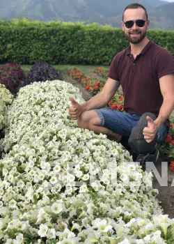 Партнер Петуния серия "Лагуна" АНТУАНЕТТА F1 / многоцветковая каскадно-ампельная^(5шт в амп) фото 3