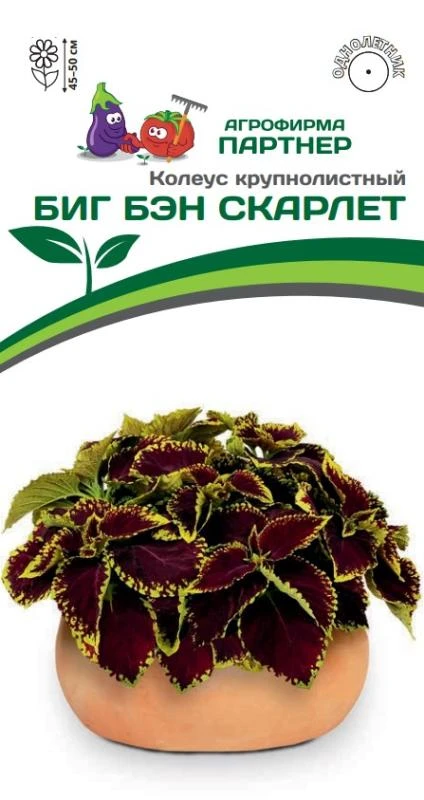 Партнер Колеус БИГ БЭН СКАРЛЕТ / шлемниковидный ^(5шт в амп)