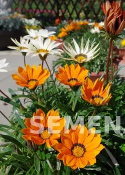 Партнер Гацания F1 МАЙАМИ БИЧ МИКС^(5шт в амп) фото 1