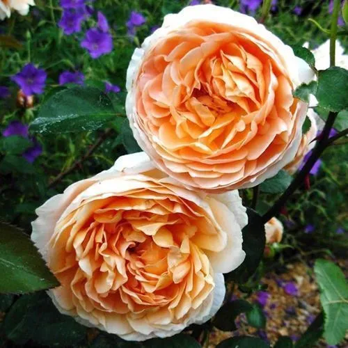Роза чайно-гибридная КОИН фото, описание