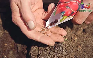 Как сажать петрушку семенами?