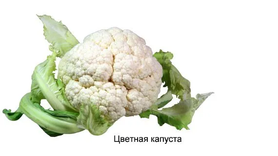 Цветная капуста. Выращивание из семян