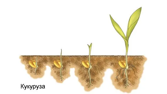 Kukuřice. Pěstování ze semen